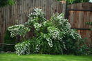Deutzia