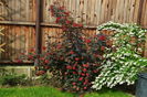 Physocarpus opulifolius 'Diabolo'
