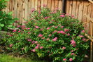 Spiraea japonica 'Little Princess'