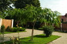 Albizia
