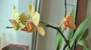 Phalenopsis 2013 galben 1