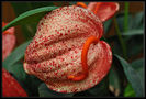 anthurium-flower-9