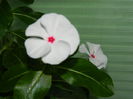 DSCN0124 vinca