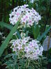 Phlox paniculata Creme de Menthe