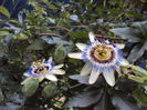 Passiflora caerulea