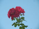 Rose Blaze Superior (2014, July 08)