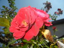 Rose Blaze Superior (2014, July 19)