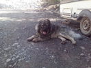 Dixi caucaz de Neam%u021B