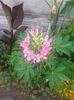 cleome