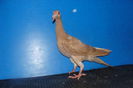 DSC02517