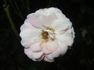 Pink Miniature Rose (2014, July 17)