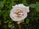 Pink Miniature Rose (2014, July 19)