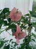 Pic_0808_954