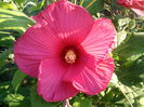 hibiscus roz inchis