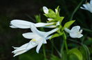 Hosta 'Aphrodite'