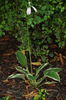 Hosta 'Francee'