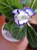 gloxinia tigrina blue