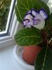 gloxinia tigrina blue
