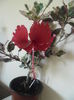 Coopery Rose Flake