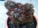 cereus peruvianus sau monstruoso?-mersi Andrei