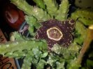 stapelia variegata{steaua serifului}