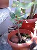 pui adenium 1
