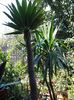 pachipodium lamerei & yucca
