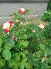 IMG_20140802_122643