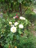 IMG_20140802_122726