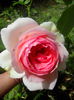 IMG_20140802_123001