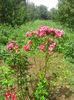 IMG_20140802_123142