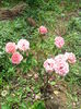 IMG_20140802_123253
