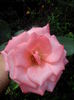 IMG_20140802_123311