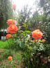 IMG_20140802_123339