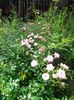 IMG_20140802_123418