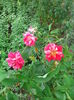 IMG_20140802_123818