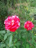 IMG_20140802_123830
