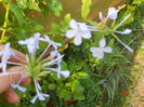 Plumbago bleo