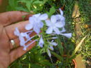 Floarea dragostei