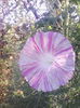 IMG_20140807_082643
