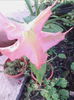 brugmansia