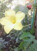 castravete amar