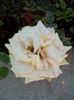 IMG_20140809_133939