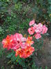 IMG_20140809_134005