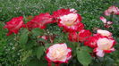 DSC03705