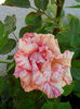 IMG_20140809_134803