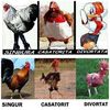 EVOLUTIA FEMEII SI A BARBATULUI IN SCHEMA CU GAINA SI COCOSUL
