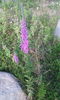 IMG_20140803_173750
