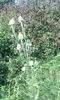 IMG_20140803_180131