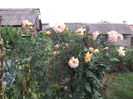 Picture 3552